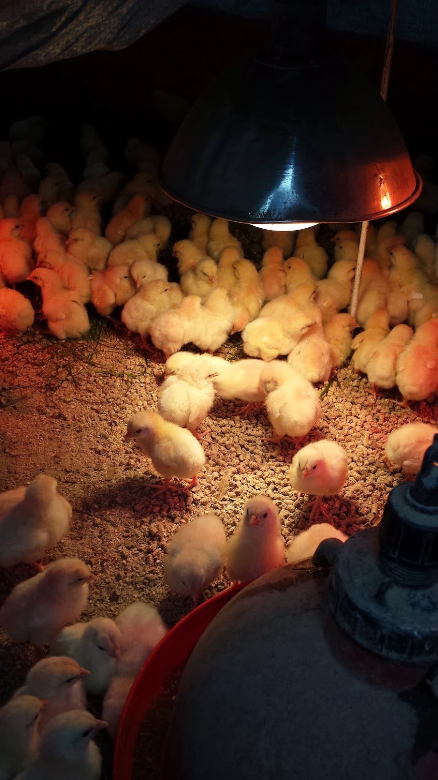 20130614_090823 A group of yellow chicks gathered under a heat lamp in a brooder, with a warm glow illuminating their fluffy bodies and a feeding container nearby. The environment is designed for the care and growth of young poultry.