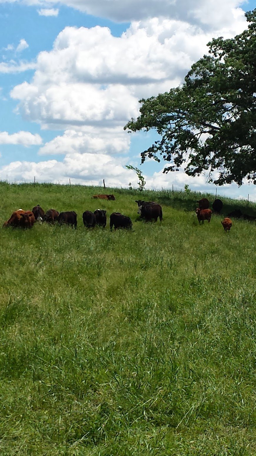 20130617_122023 A herd of cows grazing in a lush green pasture under a bright blue sky with fluffy clouds, surrounded by a wooden fence and a large tree in the background.