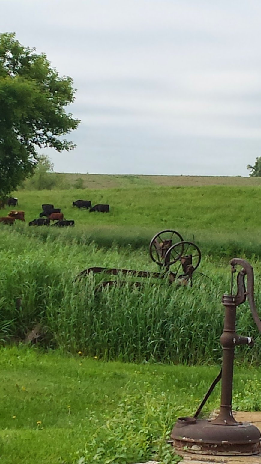 20130618_091157_1 Rustic landscape featuring grazing cattle in a lush green field, with an antique farm implement and a vintage pump in the foreground, under a cloudy sky.