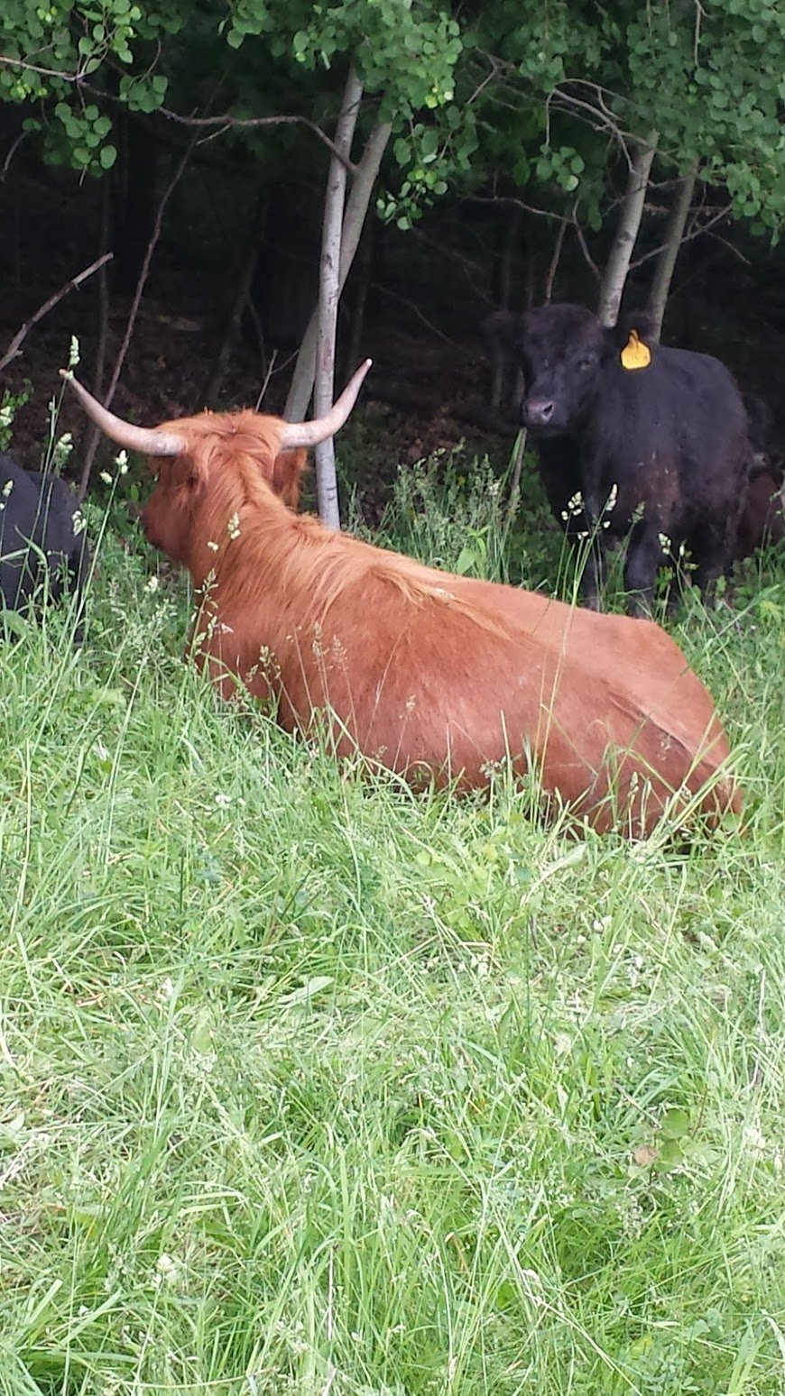 20130618_095917 A brown Highland cow resting in a grassy field, with a black cow grazing nearby, surrounded by trees and greenery.