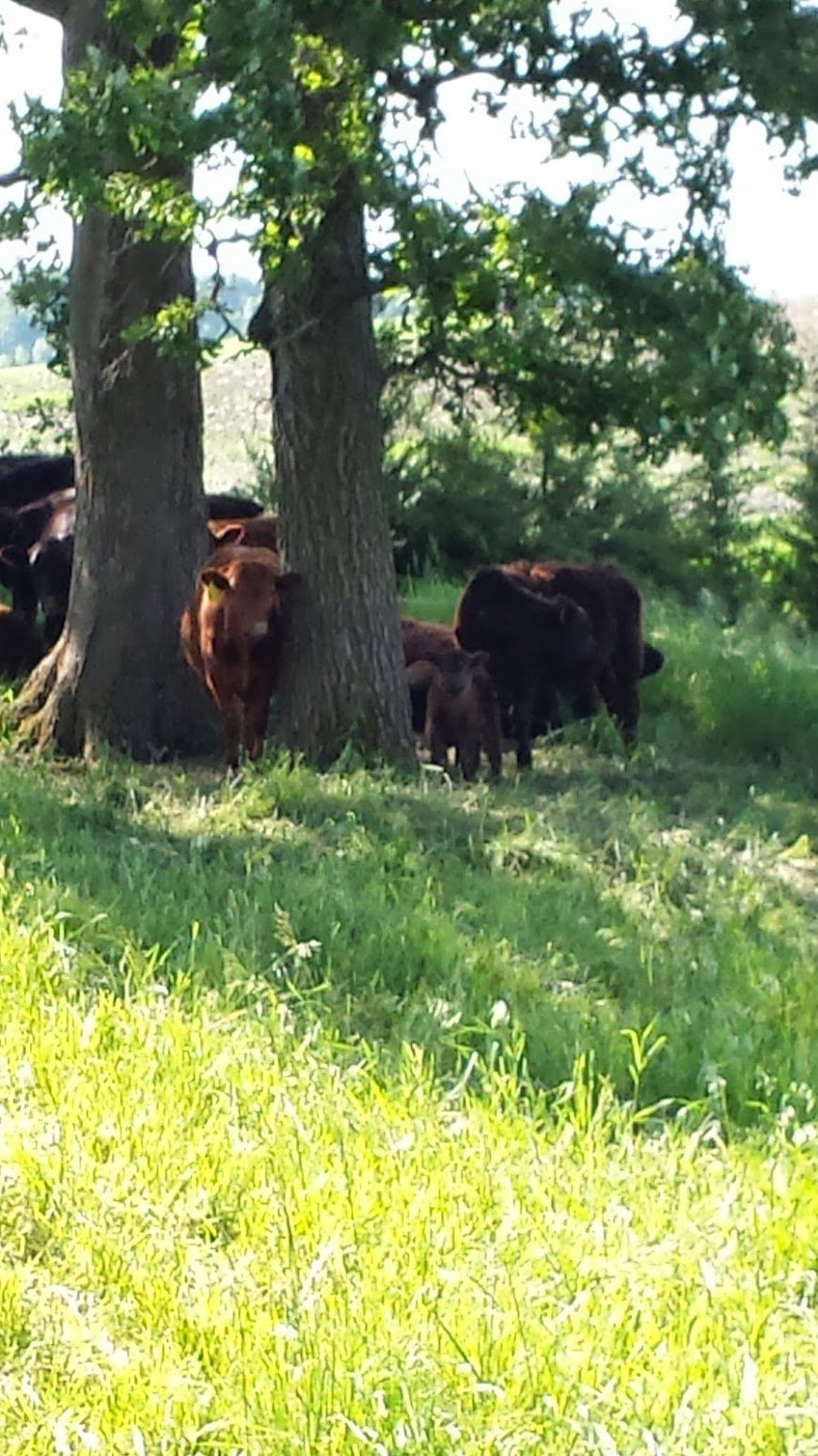 20130619_091345 A group of cattle resting in the shade of two trees, surrounded by green grass and a sunny landscape.