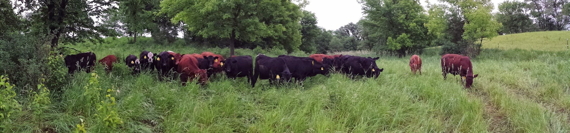 20130621_074357 Herd of black and red cattle grazing in a lush green field surrounded by trees, showcasing a peaceful rural landscape.