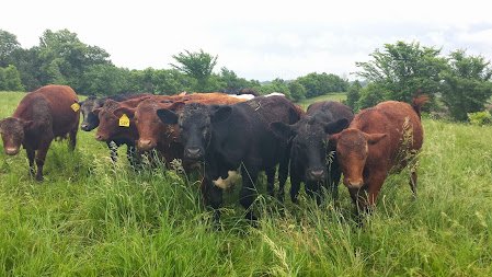 20130623_084943 Herd of cattle grazing in a lush green field, featuring a mix of black and brown cows with ear tags, surrounded by trees and a cloudy sky.