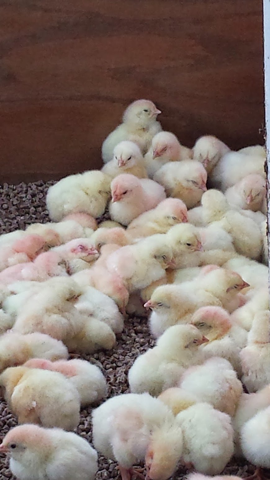 20130711_152925 A large group of fluffy, yellow and light pink chicks huddled together on a bed of small pebbles in a warm environment, showcasing the early stages of poultry farming.
