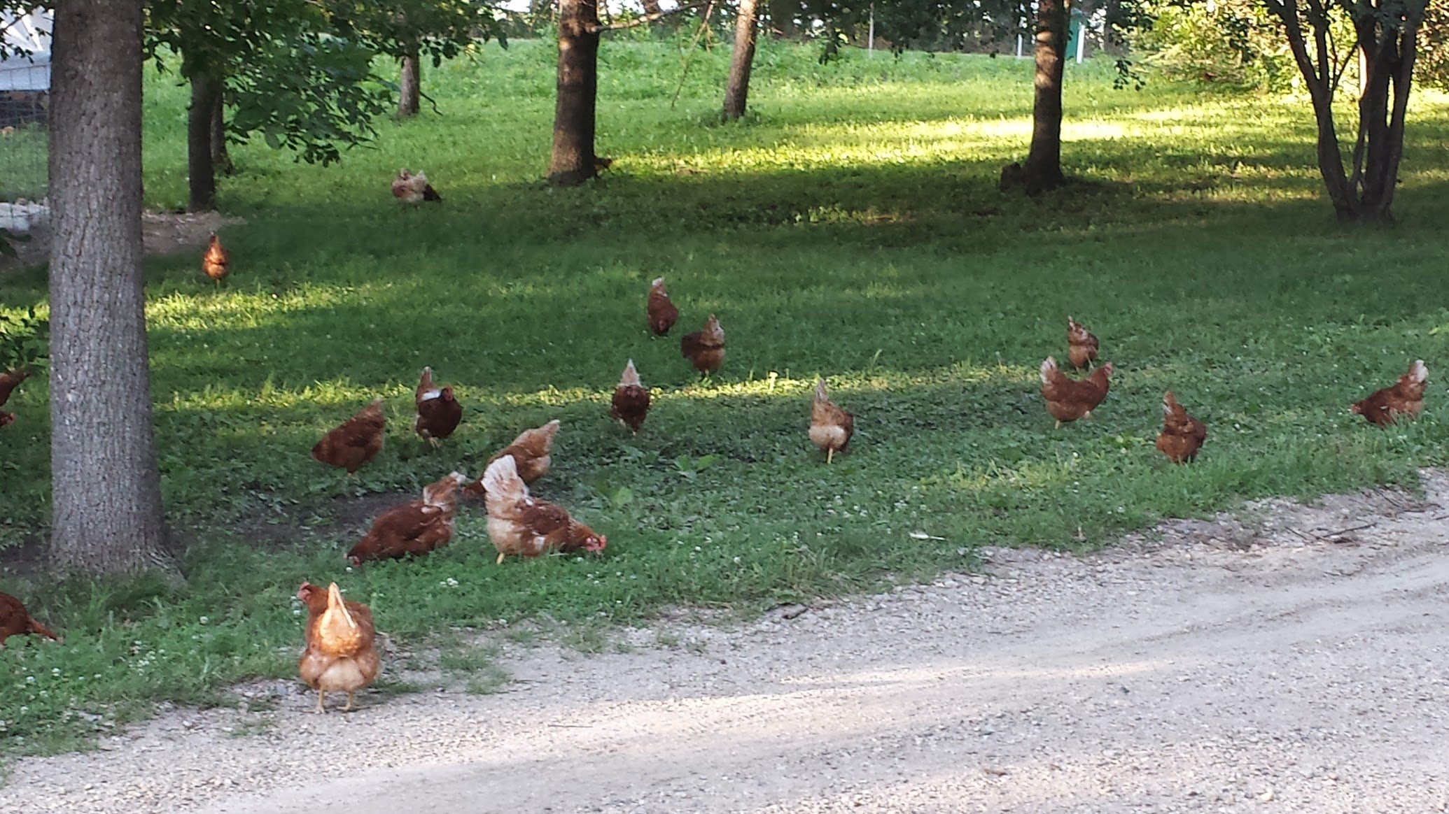 20130718_192226 Free-range chickens foraging in a grassy field surrounded by trees, showcasing a natural farming environment.