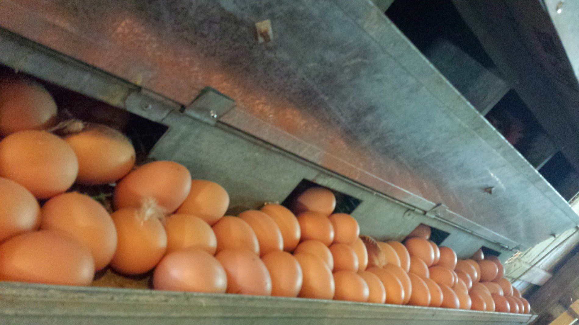 20130731_161824 Eggs being collected in an automated poultry farm system, showcasing a conveyor belt filled with brown eggs ready for packaging.