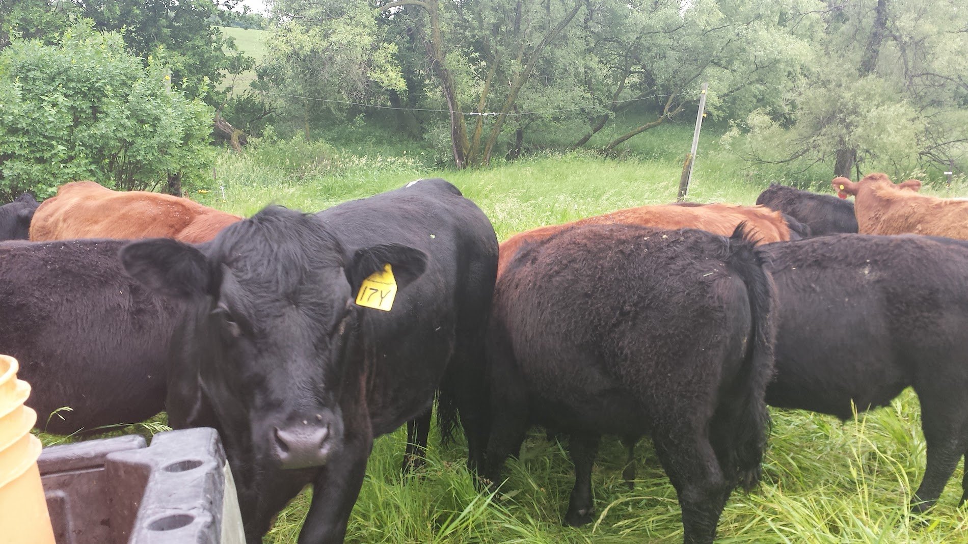 20140615_092611 A herd of cattle grazing in a lush green pasture, featuring black and brown cows, with one black cow prominently displaying an identification tag labeled "17Y." The background includes trees and tall grass, creating a natural farming environment.
