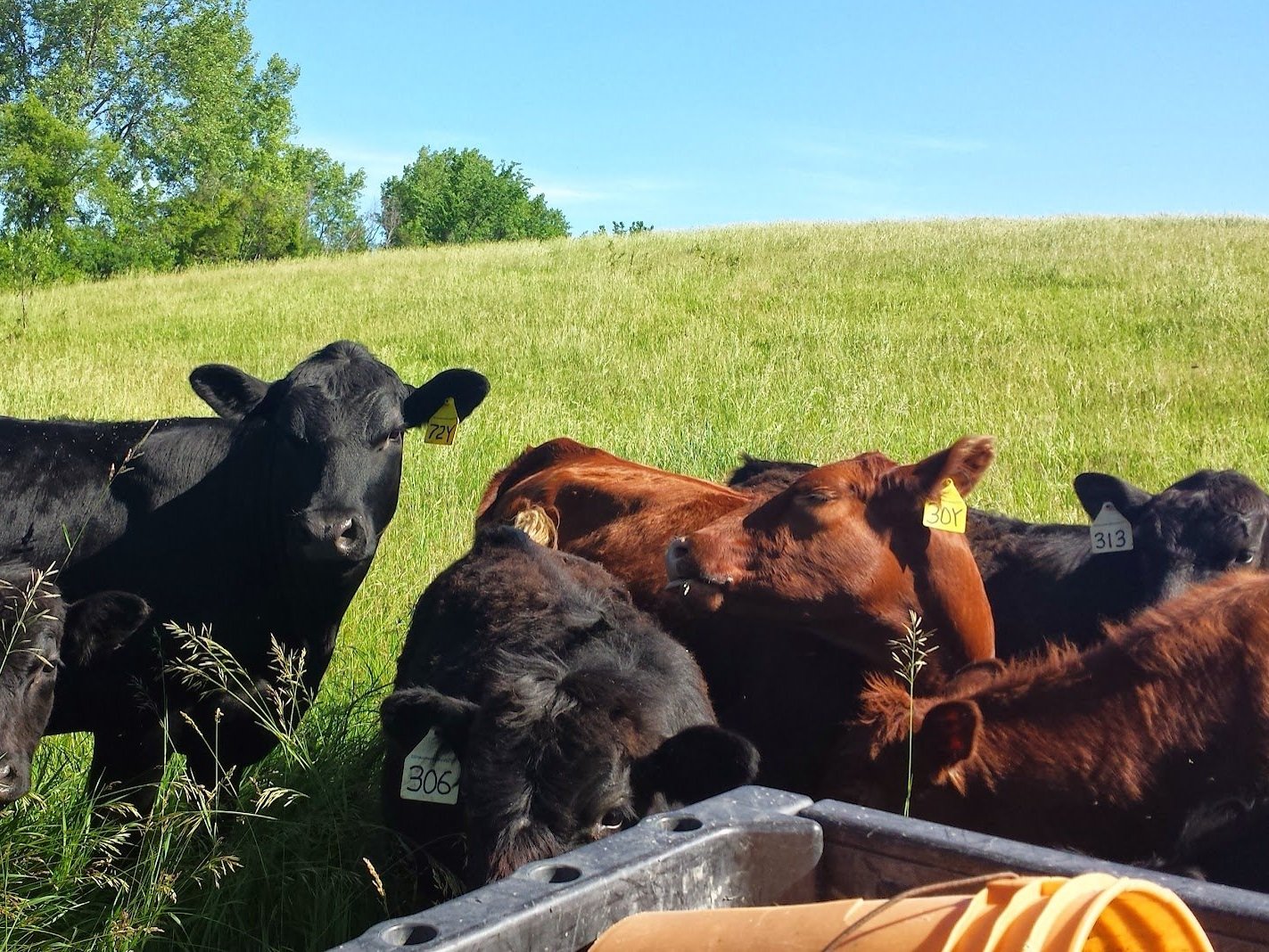 20140616_094552 A group of cattle, including black and brown calves with ear tags, grazing in a lush green pasture under a clear blue sky.