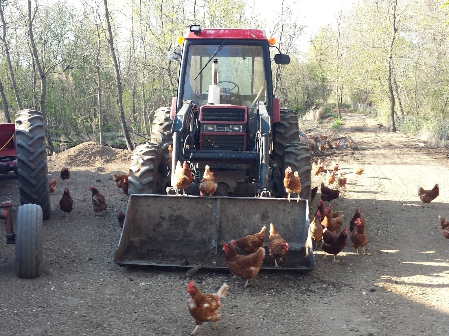 20150430_082056-2 Red tractor with a front loader parked on a dirt path surrounded by free-range chickens and trees in a rural setting.