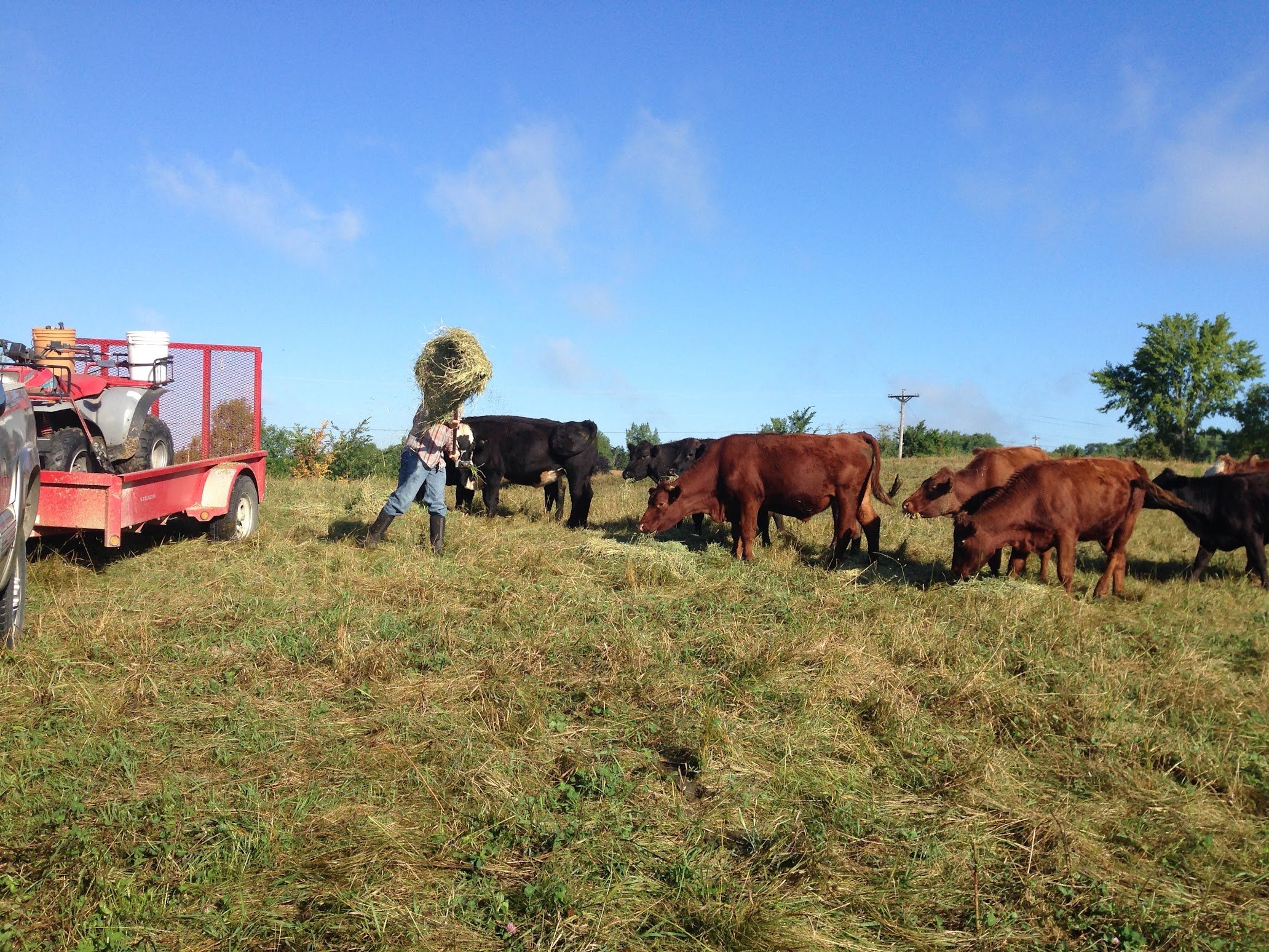 IMG_0942 Farmer feeding hay to cattle in a grassy field, with a red trailer and quad bike in the background under a clear blue sky.