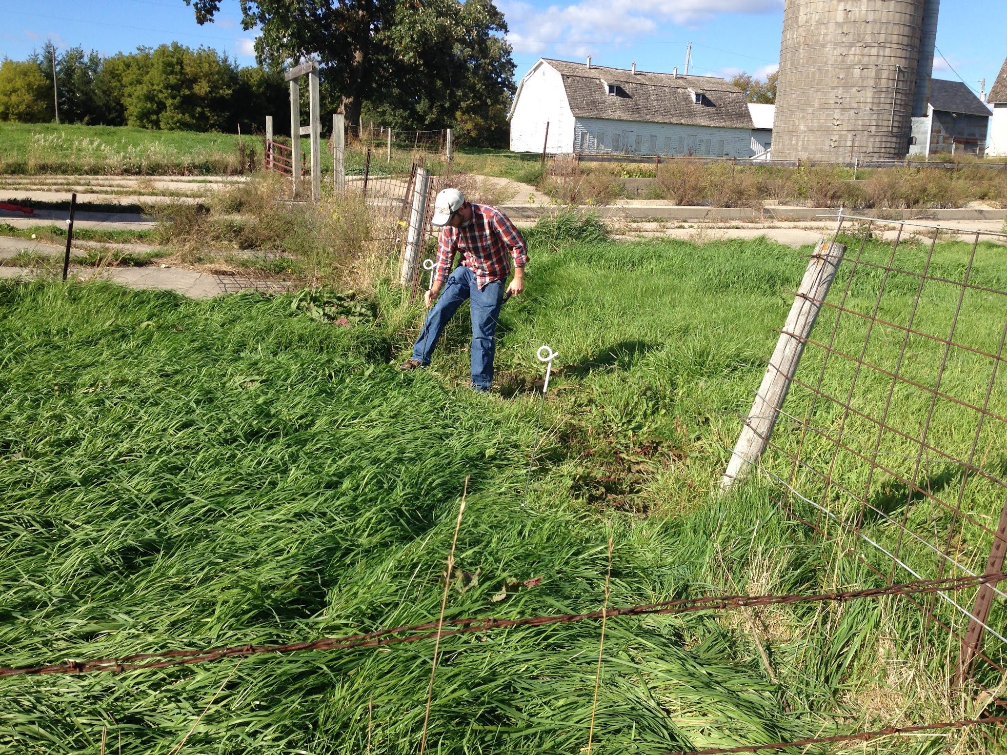 IMG_1181 A farmer in a plaid shirt bends down to inspect lush green grass near a fence on a sunny day, with a barn and silo visible in the background. The scene captures rural agriculture and land management practices.